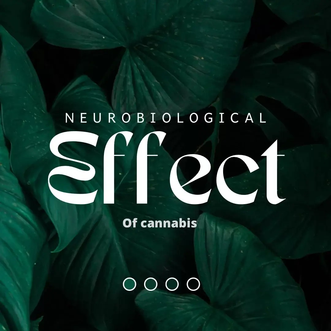 Neurobiological Effects of Cannabis on Brain Function: A Comprehensive Review